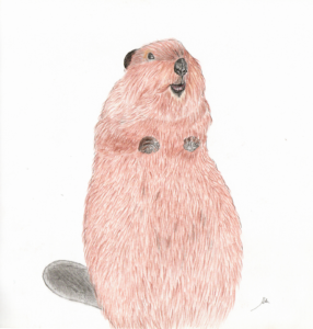 Illustration Beaver