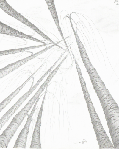 Illustration Birch tree